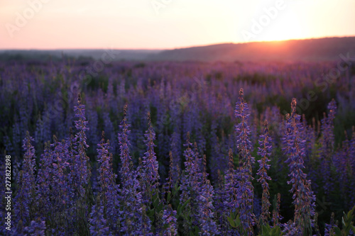 purple flowers field at sunset