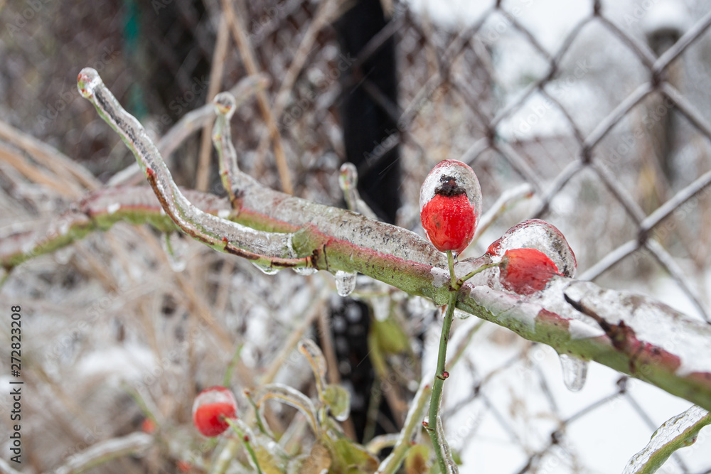 Plants and trees, glazed by ice rain in winter. Plants and trees, glazed by ice rain in winter.