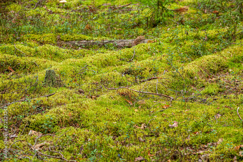surface in forest is covered by green soft moss like a planket