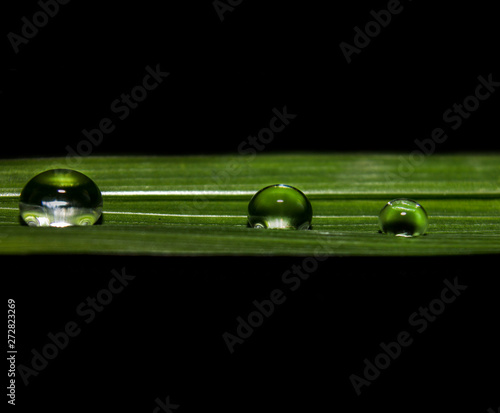 Water drops on grass
