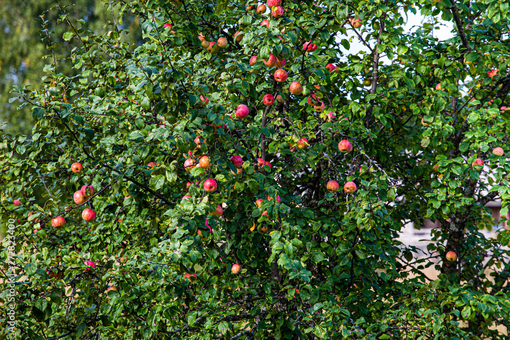 Apple tree with red apples in garden of abandoned village People leave her place