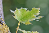 Leaf - Blatt