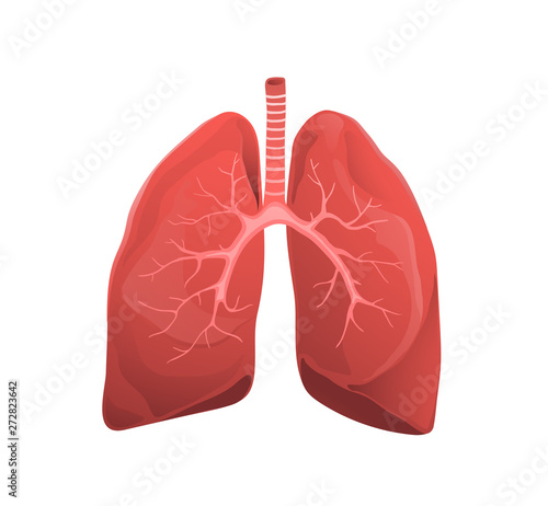 Human lungs realistic medicine flat vector illustration photo