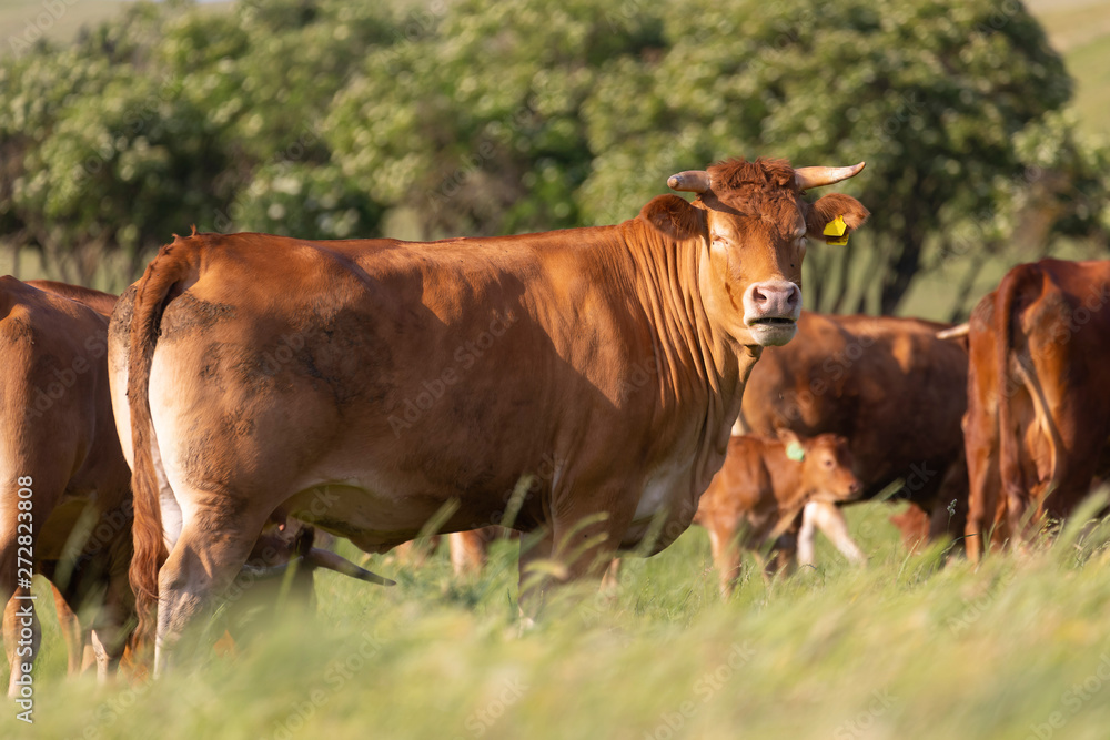 brown cows on fresh spring pastures, close up, breed Limousine, Europe brown cows on fresh spring pastures, close up, breed Limousine, Europe