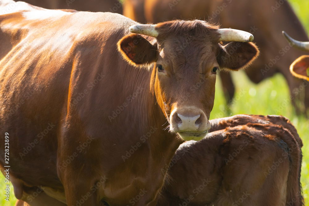brown cow, portrait on pasture, close up