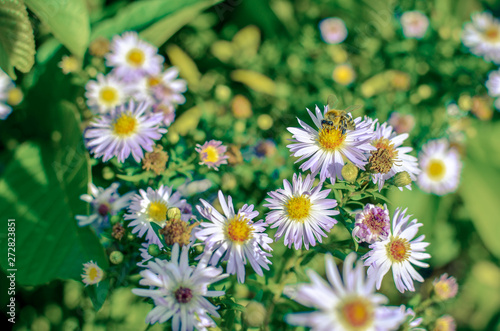 Closeup of beautiful flowers from family Erigeron annuus septentrionalis or Eastern Daisy