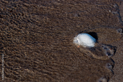 Conch shell in sand on tropical beach