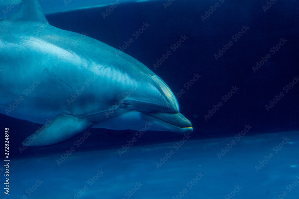 Dolphin in water Dolphin in water