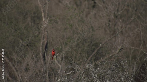 Wallpaper Mural A cardinal in the Texas brush. Torontodigital.ca