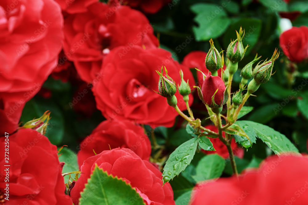 Red garden roses, closeup, summer floral background. Red garden roses, closeup, summer floral background.