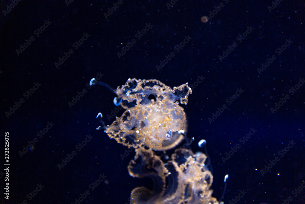 Jellyfish in water Jellyfish in water