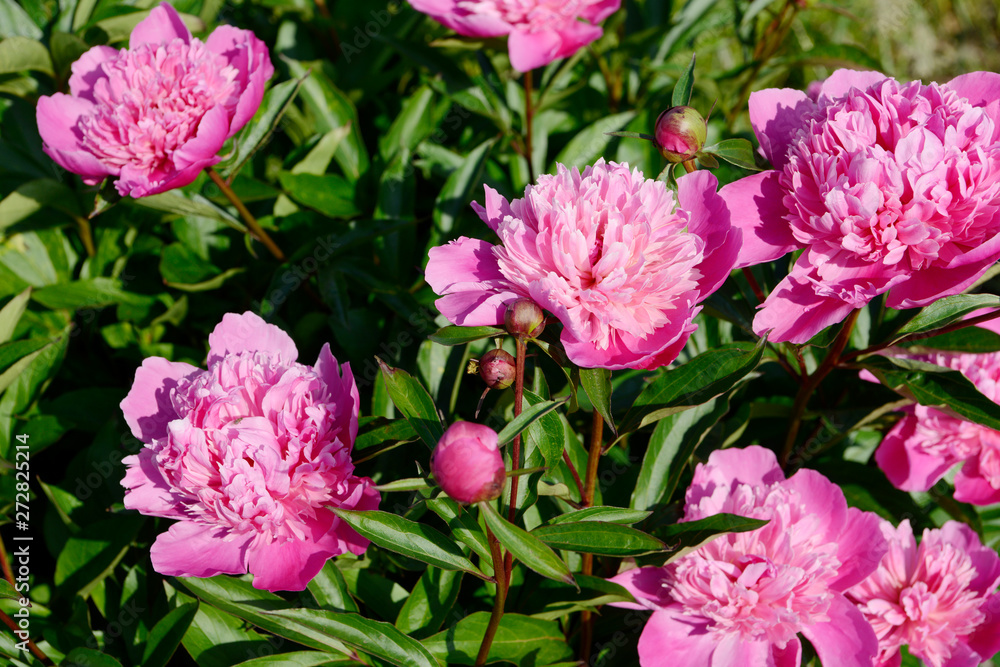 Pink double flowered Peonies in the nature