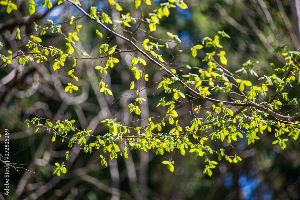 green foliage details with blur background green foliage details with blur background