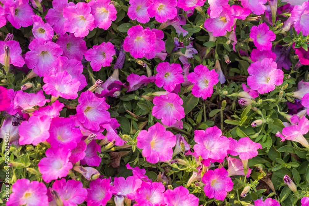 Petunia flower Petunia flower