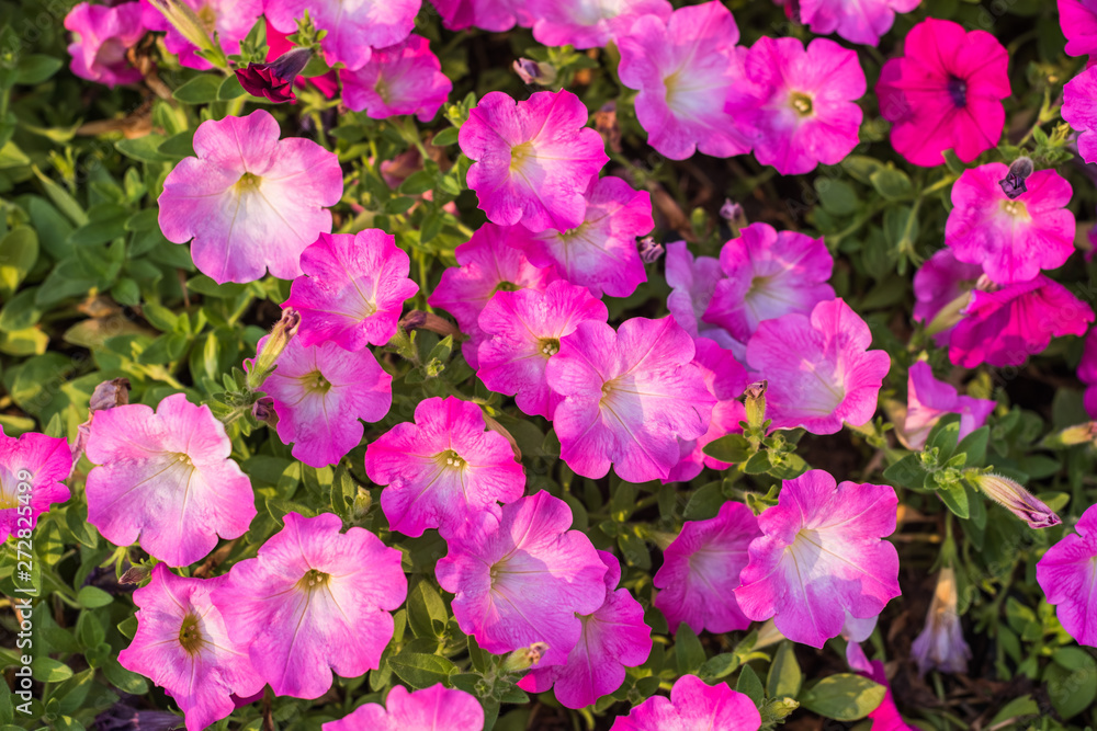 Petunia flower Petunia flower