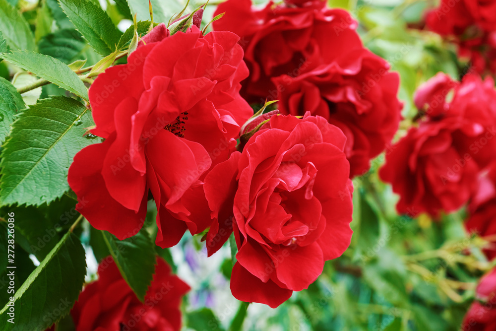 Red garden roses, closeup, summer floral background. Red garden roses, closeup, summer floral background.