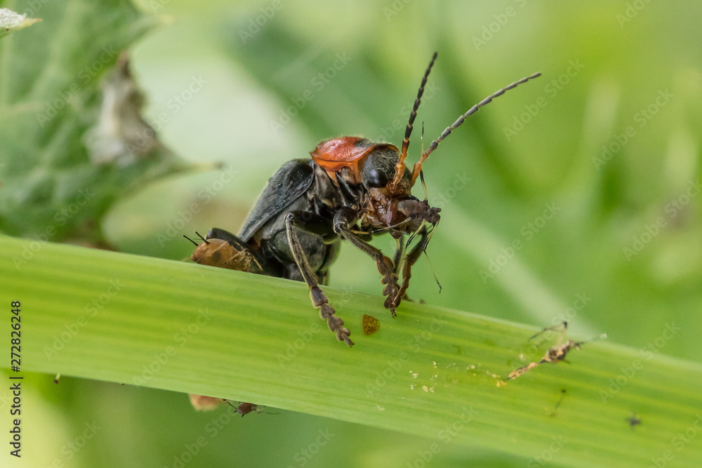 käfer mit blattlaus käfer mit blattlaus