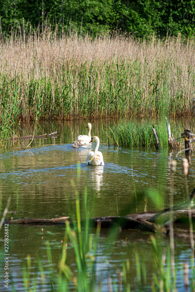 wild ducks and swans swimming in the lake water wild ducks and swans swimming in the lake water