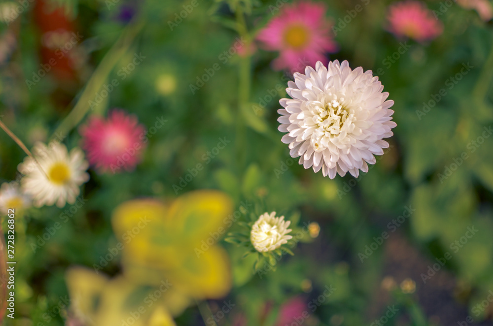 White and pink aster flowers at flowerbed White and pink aster flowers at flowerbed