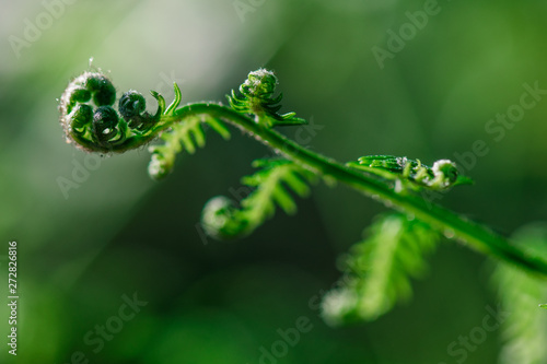 young fern uncurling