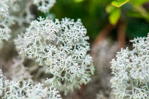 white moss growe in summer forest