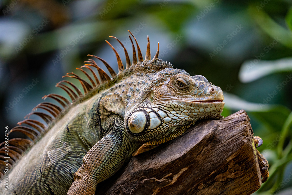 Obraz premium Iguane