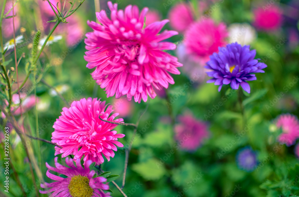 White and pink aster flowers at flowerbed White and pink aster flowers at flowerbed