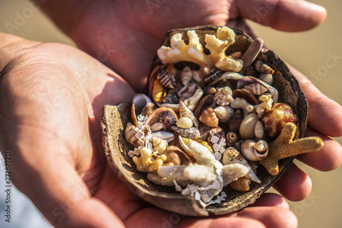 Variety of oceanic and seashells on the hand in the rays of the sun. Summer background for design. Stock photo