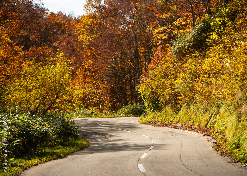Obraz premium Hakkoda gold line the highway road number 109 in Aomori Prefecture during the fall trees along the road will gradually change the color according to the altitude of the area in travel concept.