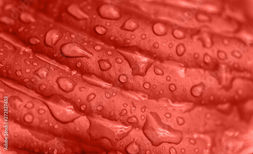 Macro photo of leaf vith rain drops in coral colors. Trendy 2019 floral bacckground. © paninastock