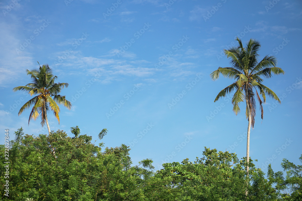 Beautiful exotic tropical palm trees against the sky in the rays of the sun. The theme of travel and holidays in Asia. Stock background