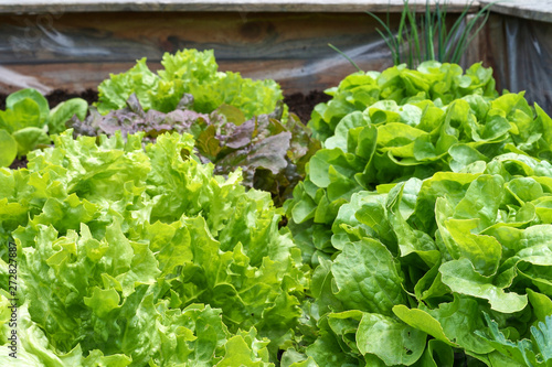 Raised-bed gardening with salad plants; vegetable organic food