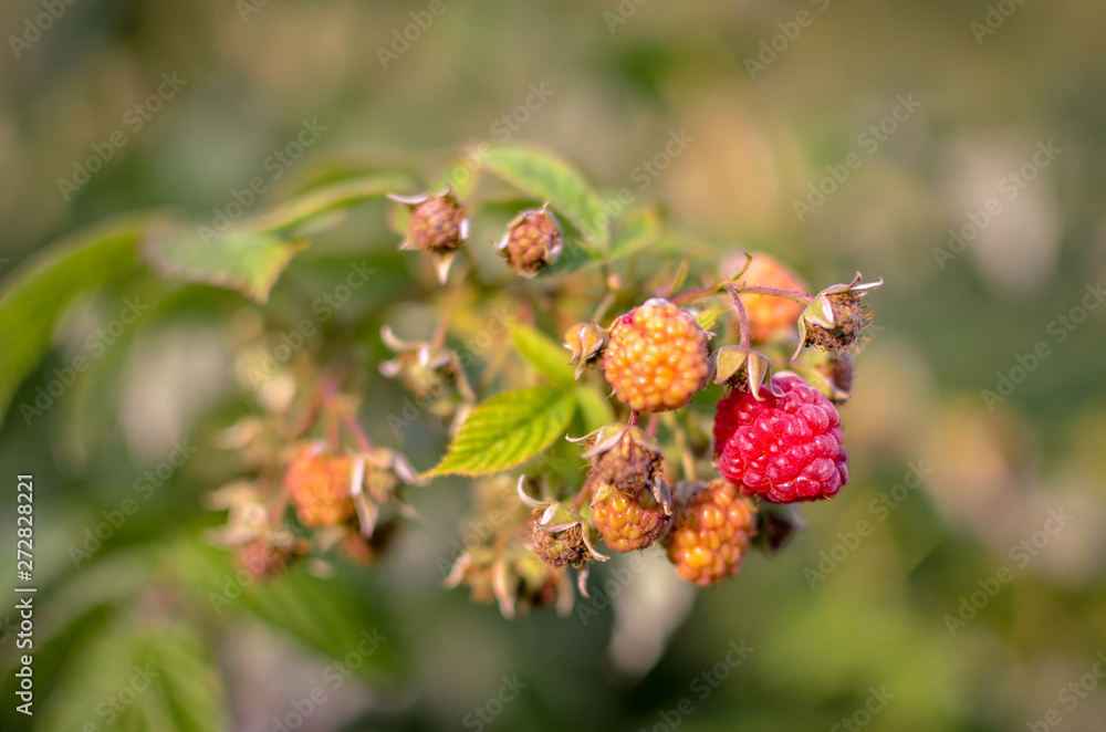 Raspberries growing organic berries closeup in fruit garden Raspberries growing organic berries closeup in fruit garden
