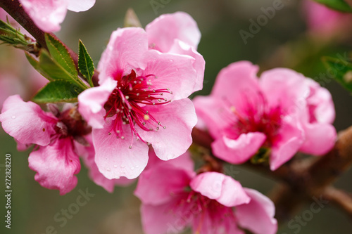 Buds and flowers on a branch of a Japanese cherry tree. Spring blossoms. Nature macro.