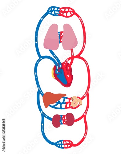 HeartandBloodVessels