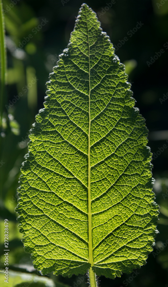 Green leaf in backlight Green leaf in backlight