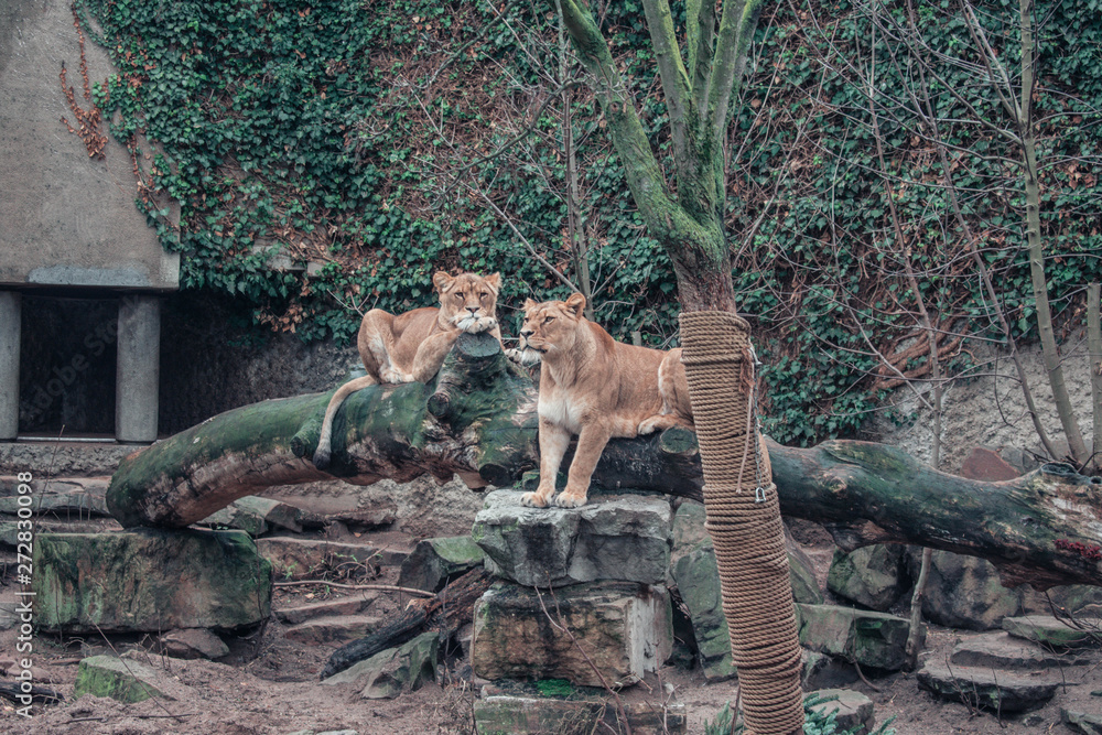 Lazy Lion Lazy Lion