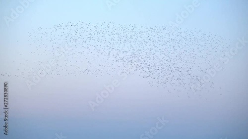 Flock of 20,000 Golden Plover Birds with spectacular massing prior to roosting in the Humber Estuary.  Flight paths shown bathed in late evening golden hour light.