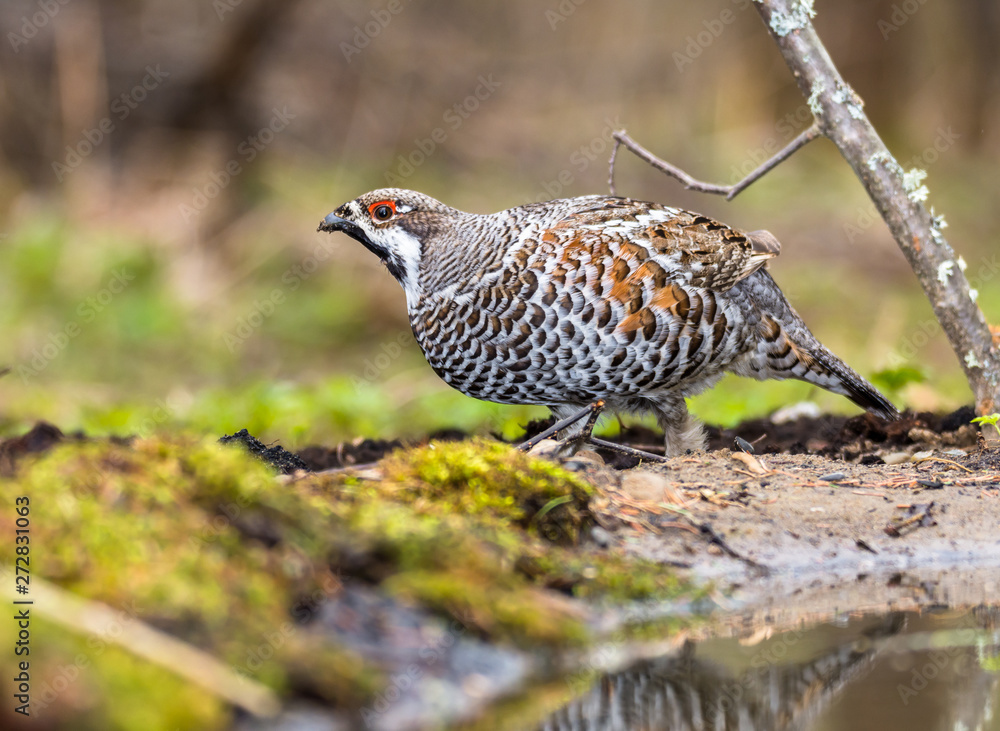 Fototapeta premium hazel grouse