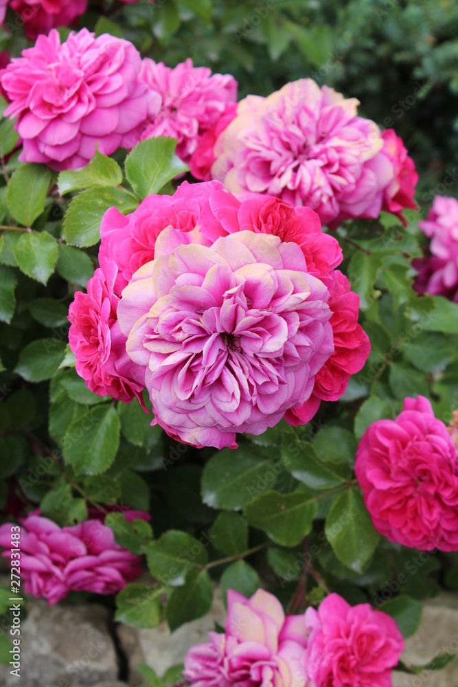 Rose garden Rose garden