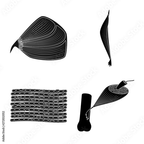 Isolated object of human and body  sign. Collection of human and cells stock vector illustration.