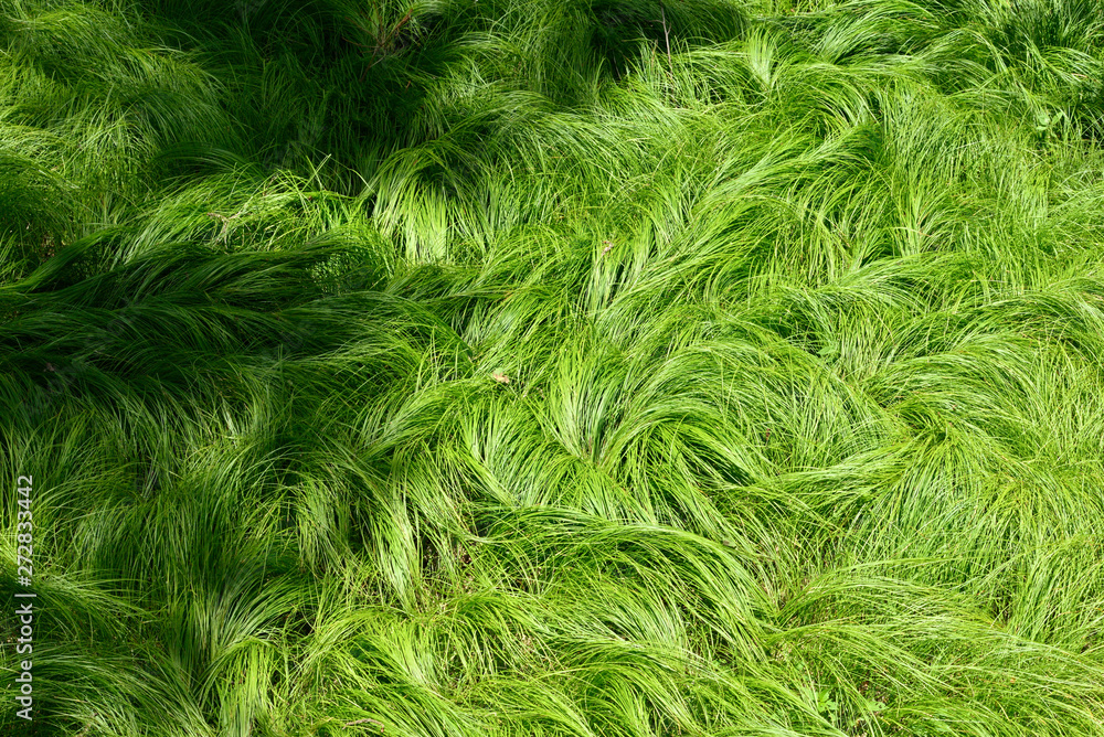 texture of grasses rocked by the wind No1 texture of grasses rocked by the wind No1