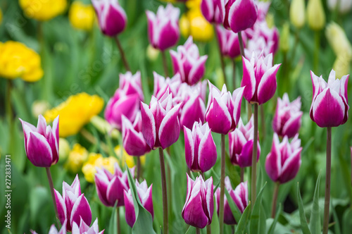 Fototapeta Naklejka Na Ścianę i Meble -  Beautiful bright white purple yellow motley varicolored tulips on a large flower-bed in the city garden. Floral background.