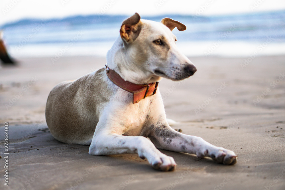 Obraz premium Beautiful dog by the sea or ocean. An animal on the shores of the Indian Ocean in Shrilanka. The pet walks free.