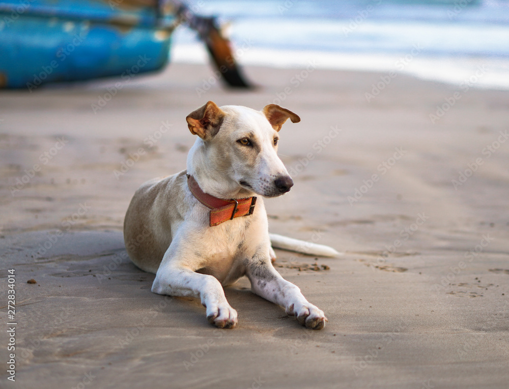 Beautiful dog by the sea or ocean. An animal on the shores of the Indian Ocean in Shrilanka. The pet walks free. Beautiful dog by the sea or ocean. An animal on the shores of the Indian Ocean in Shrilanka. The pet walks free.
