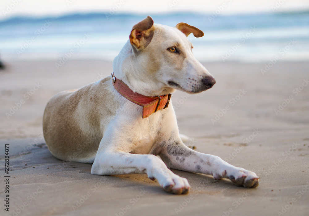 Beautiful dog by the sea or ocean. An animal on the shores of the Indian Ocean in Shrilanka. The pet walks free. Beautiful dog by the sea or ocean. An animal on the shores of the Indian Ocean in Shrilanka. The pet walks free.