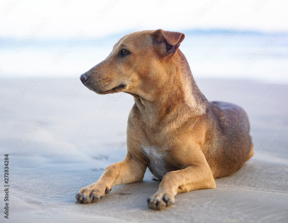 Beautiful dog by the sea or ocean. An animal on the shores of the Indian Ocean in Shrilanka. The pet walks free.