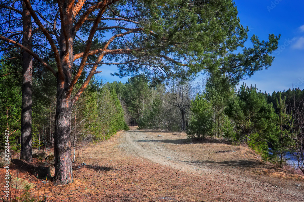 early spring in a mixed coniferous forest early spring in a mixed coniferous forest
