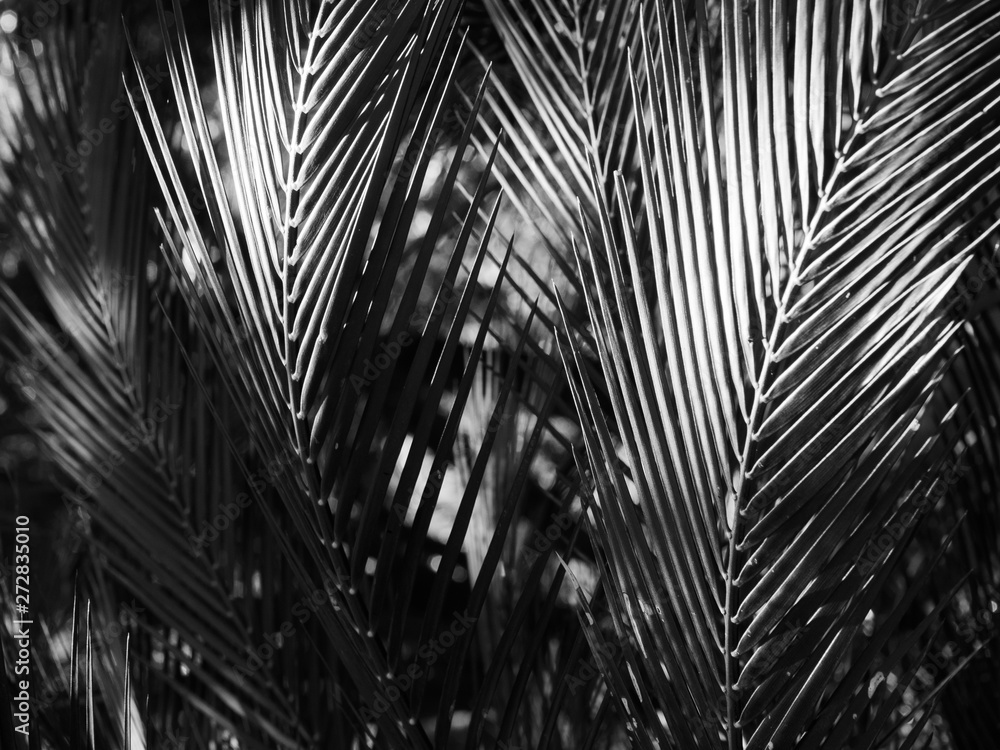Obraz premium Palm tree leaves