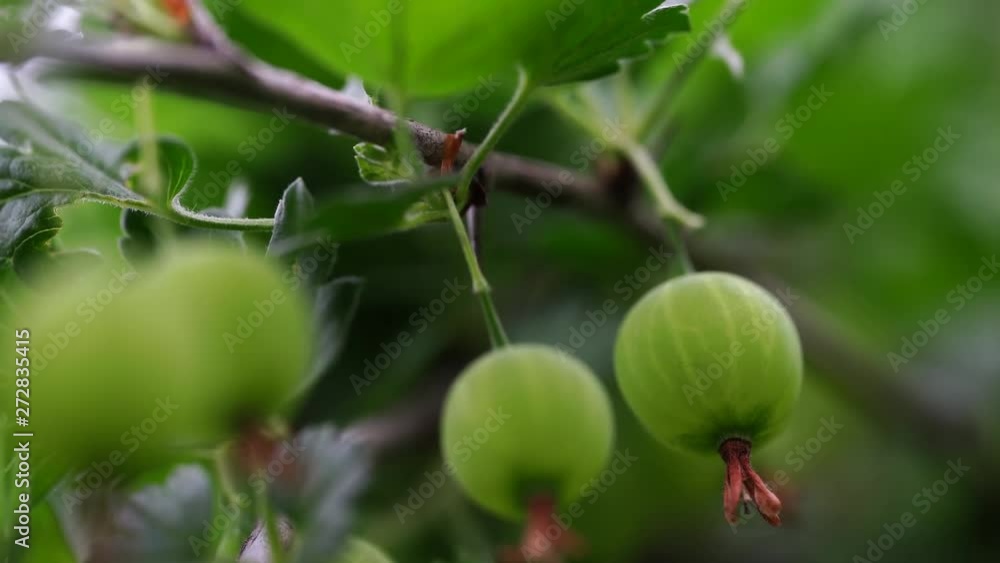 Ripe gooseberries with transparent skin in garden Ripe gooseberries with transparent skin in garden